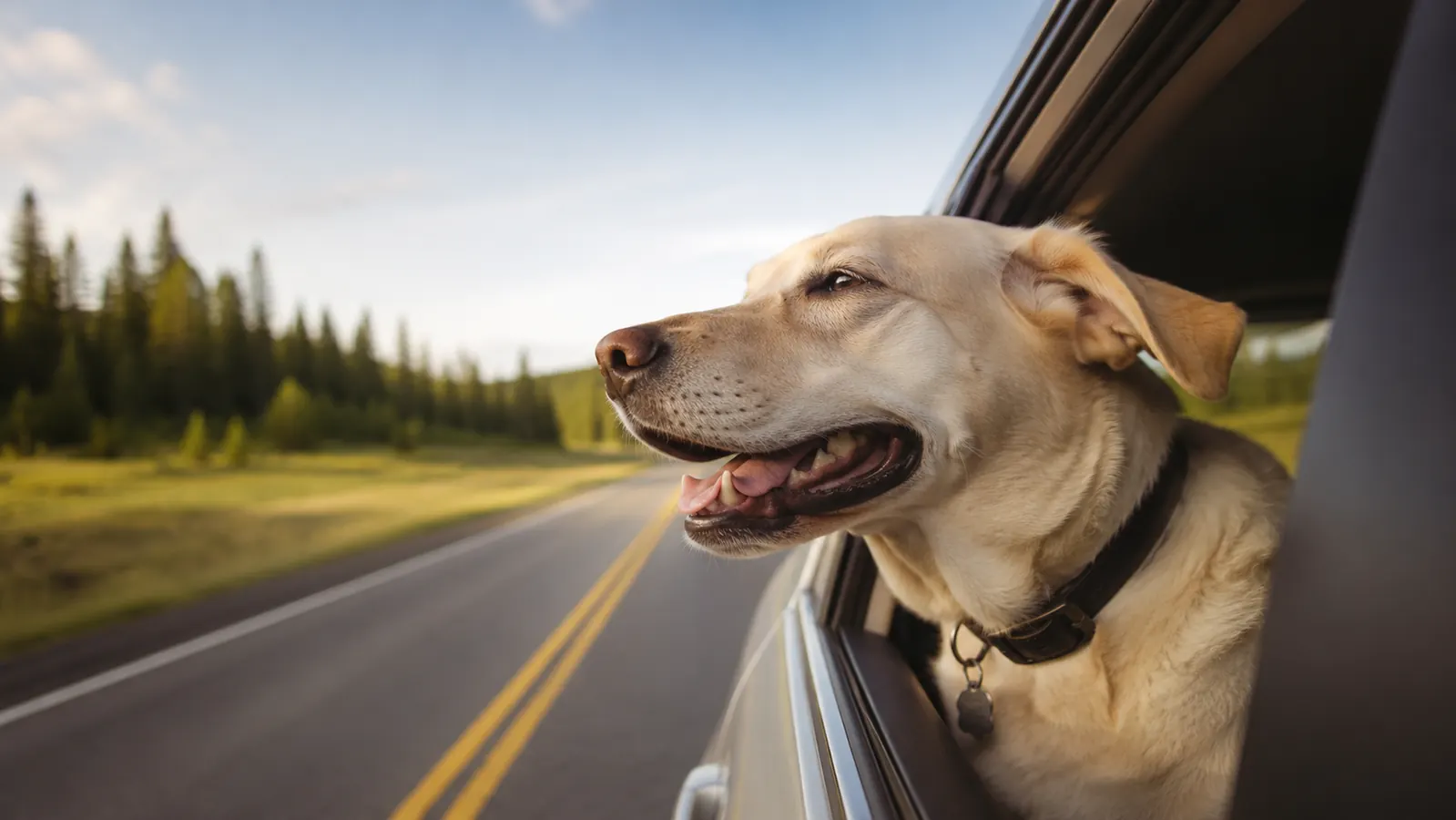 A relaxed adult dog looking out of a car's back window, open road and trees behind, bright morning light