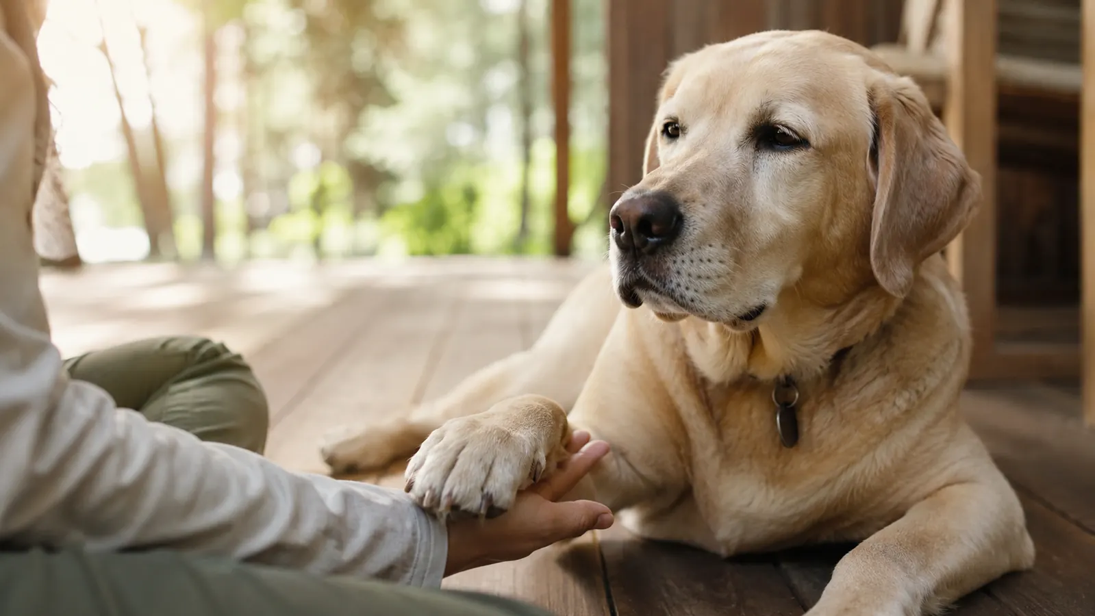 A relaxed adult dog lying on a porch with one paw gently held, soft morning light across the boards