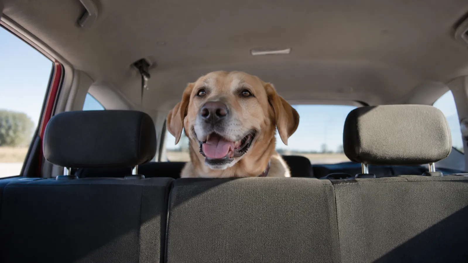 A relaxed adult dog's head looking over the back seat of a car on a bright morning, highway ahead