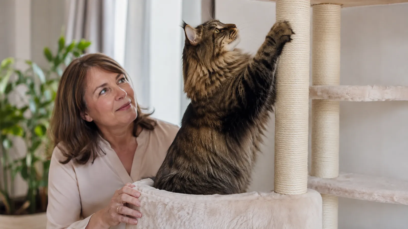 A large cat standing on a cat tree platform, reaching up to scratch a sisal-wrapped post